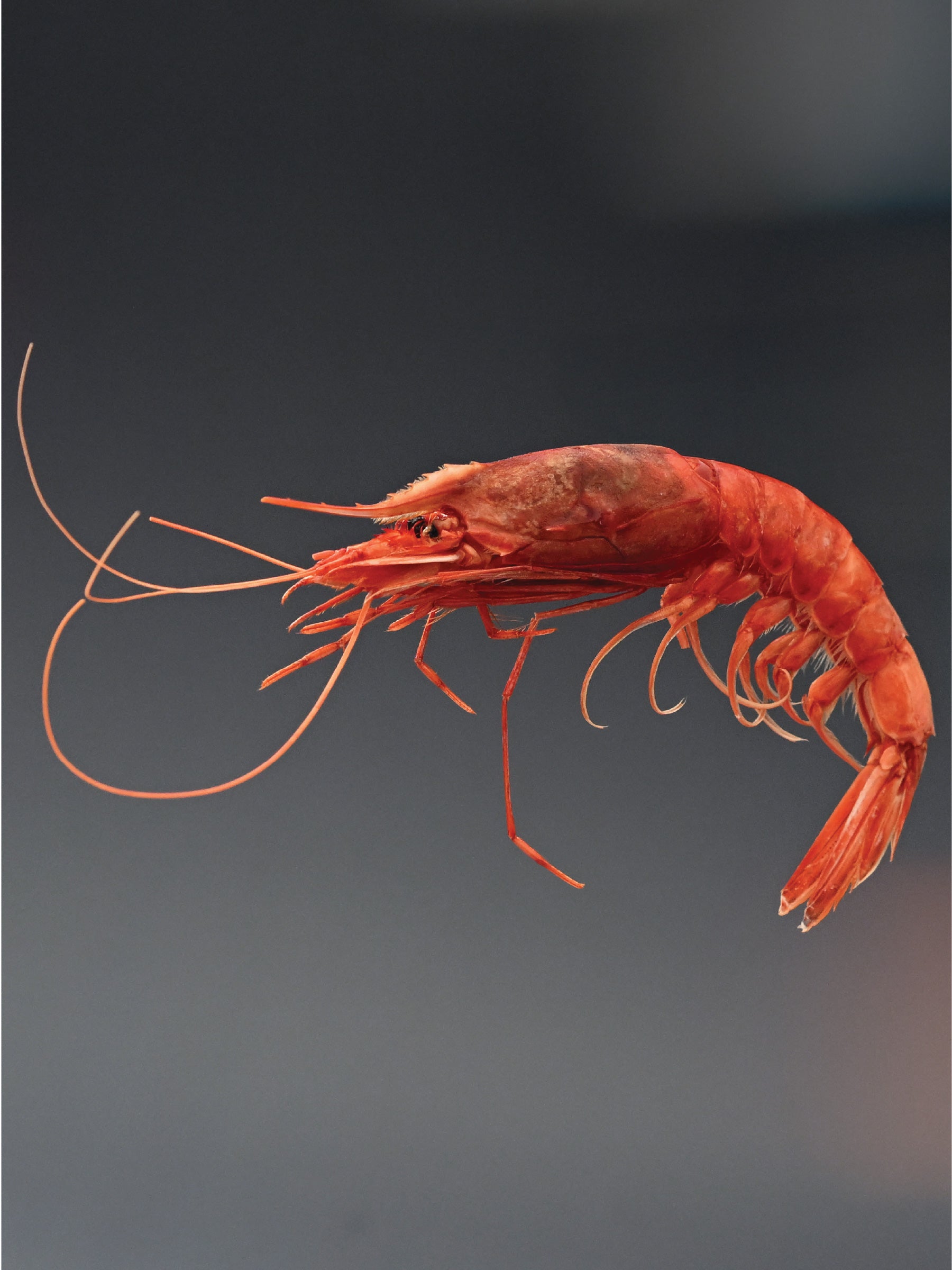 Gambero Rosso ASARO (Aristaeomorpha foliacea) – 1 Kg