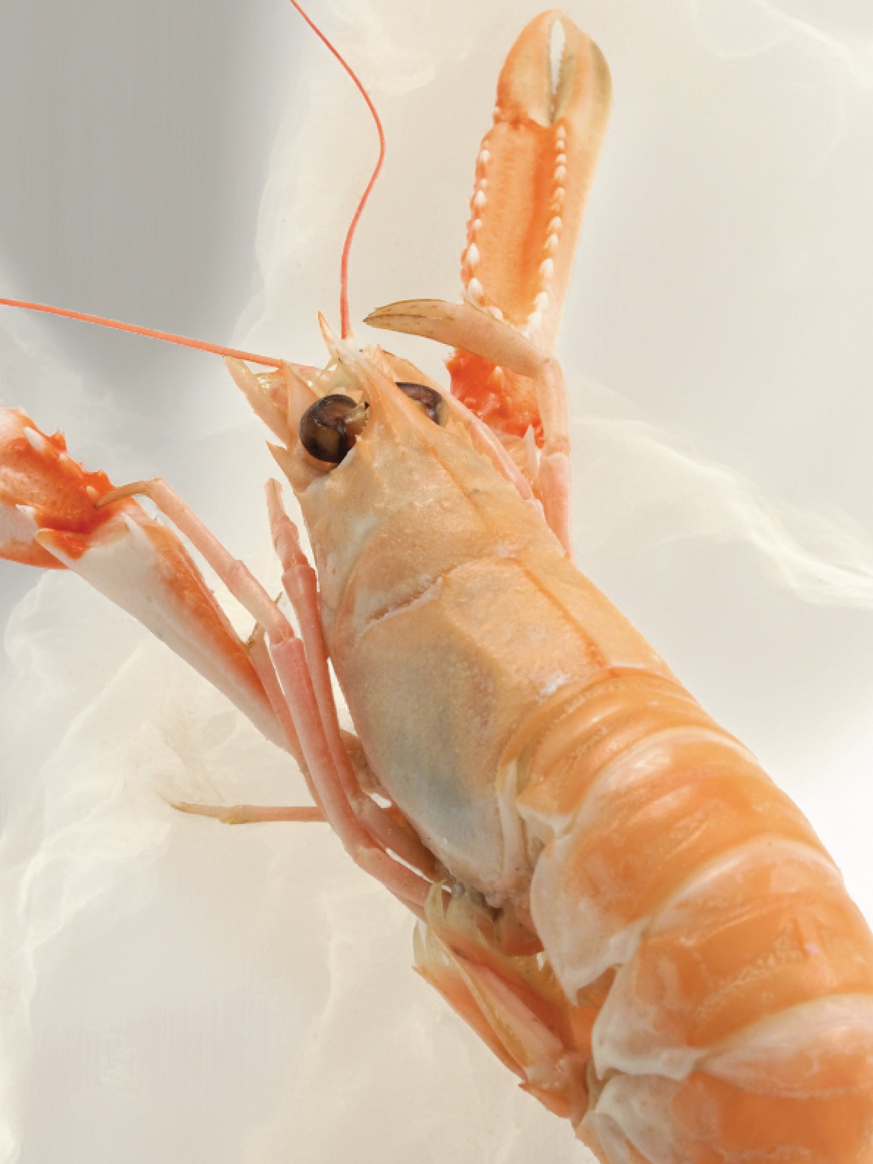 Scampi ASARO (Nephrops norvegicus) – 1 Kg