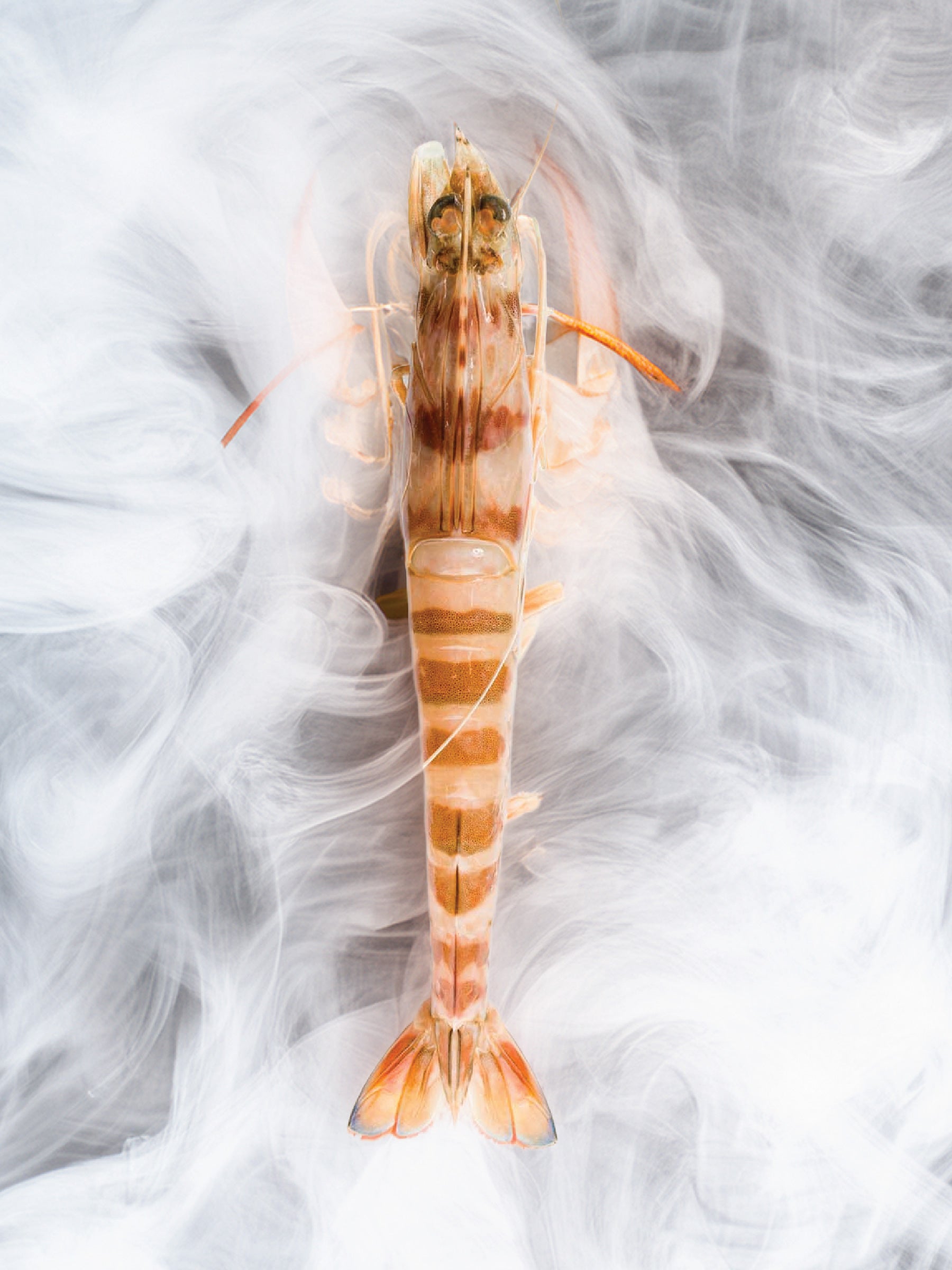 Mazzancolla ASARO (Penaeus kerathurus) – 1 Kg