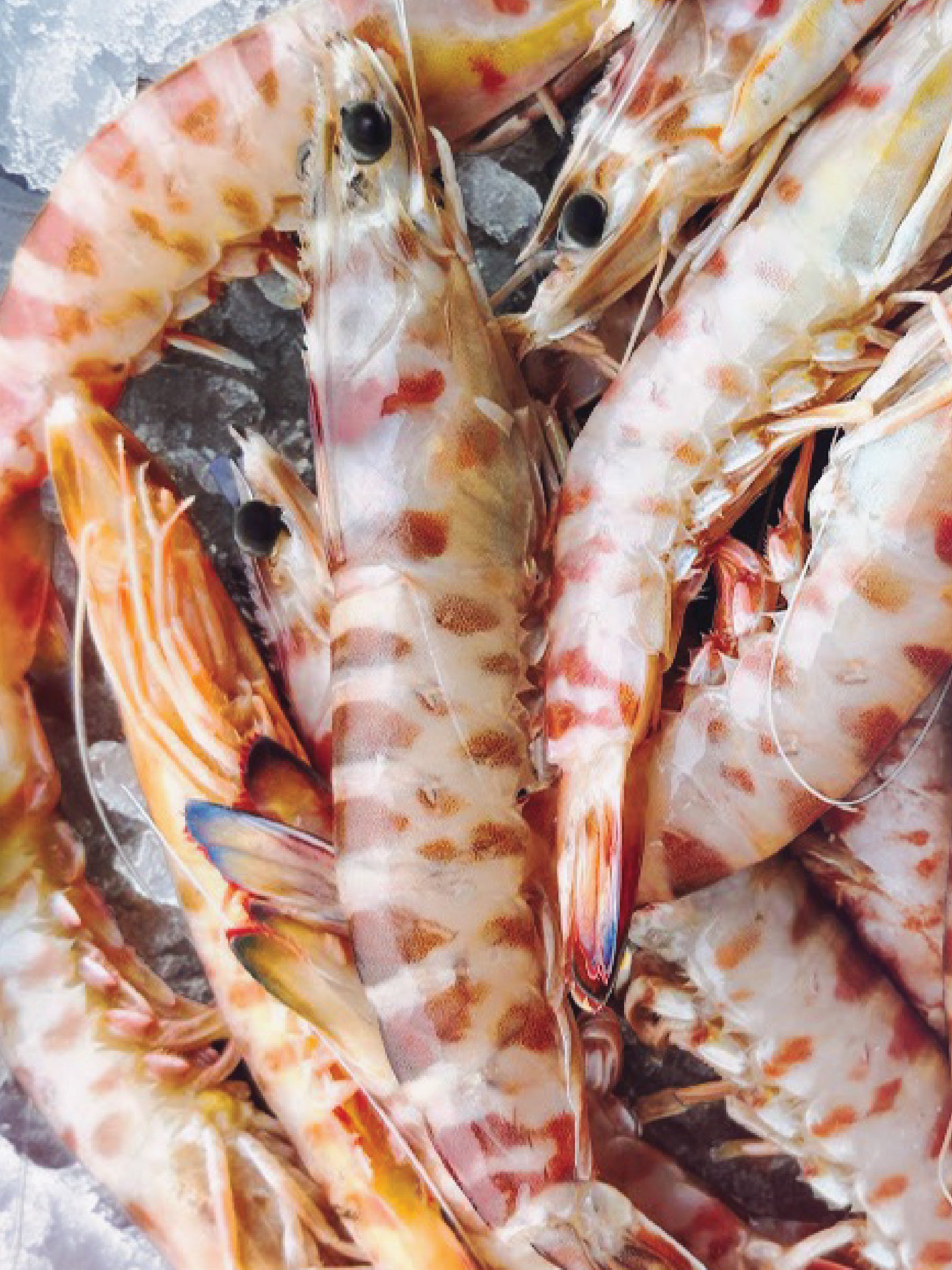 Mazzancolla ASARO (Penaeus kerathurus) – 1 Kg